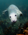   seal taken Farne Islands North sea east england. england  